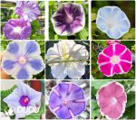 30Pcs Ipomoea Morning Glory Seeds - Image 2