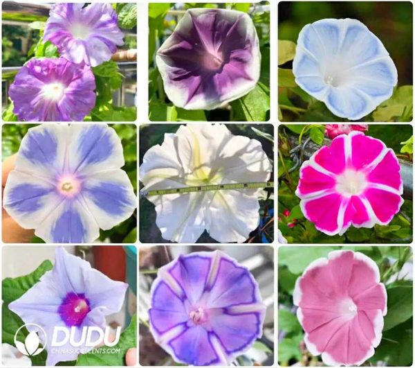 30Pcs Ipomoea Morning Glory Seeds - Image 2