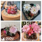 500Pcs Gymnocalycium stenopleurum Variegated Seeds - Image 2