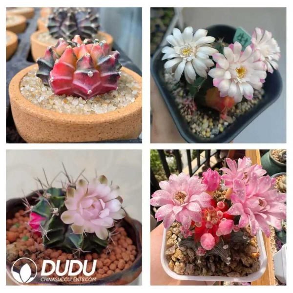 500Pcs Gymnocalycium stenopleurum Variegated Seeds - Image 2