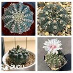 500Pcs Cactus Gymnocalycium mihanovichii subsp. Seeds - Image 2