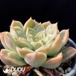 Echeveria Doctor Strange - Image 2