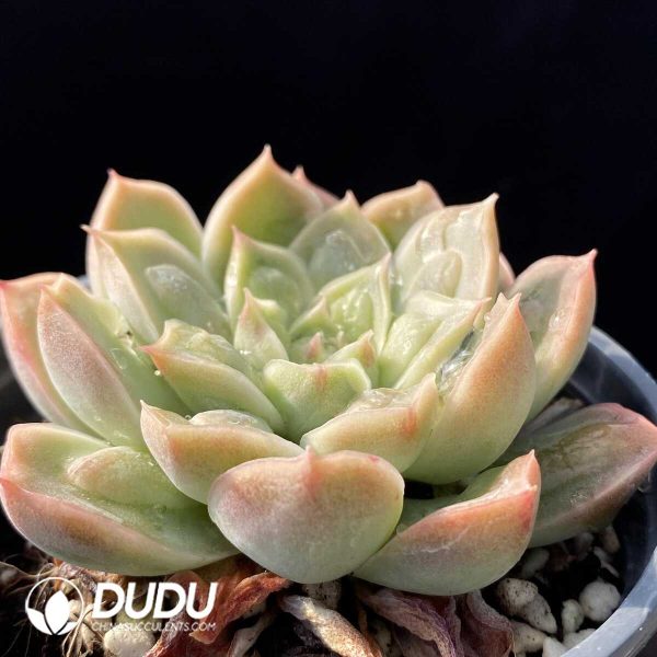 Echeveria Doctor Strange - Image 2