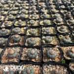 500Pcs Cactus Frailea castanea v. nitens Seeds - Image 2