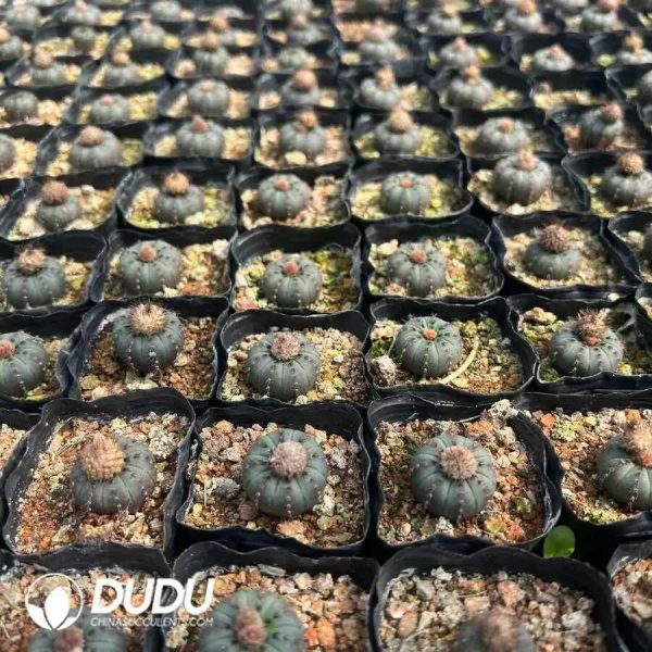 500Pcs Cactus Frailea castanea v. nitens Seeds - Image 2