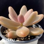 Pachyphytum Candy Beauty - Image 2