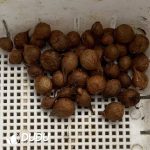 Oxalis carpina??1000pcs Small sizes?? - Image 2