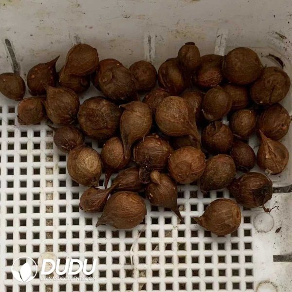 Oxalis carpina??1000pcs Small sizes?? - Image 2