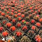 500Pcs Cactus Gymnocalycium mihanovichii Variegate Seeds - Image 2