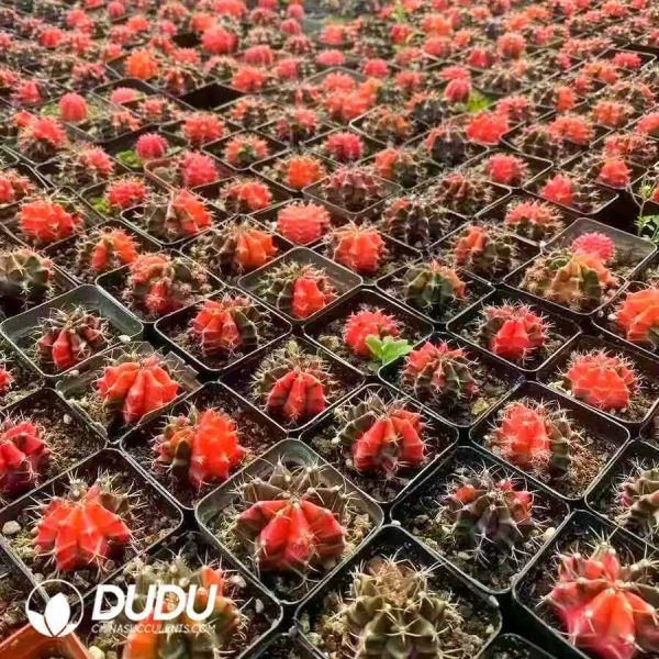 500Pcs Cactus Gymnocalycium mihanovichii Variegate Seeds - Image 2