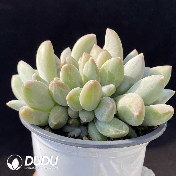 Pachyphytum Beauty Liv Clustering - Image 2
