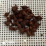 Oxalis blush??1000pcs Medium and large sizes?? - Image 2