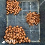 Oxalis corymbosa??1000pcs Small size?? - Image 2