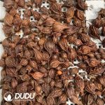 Oxalis triangularis??1000pcs Small size?? - Image 2