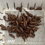 Oxalis corniculata(1000pcs Small size) - Image 2