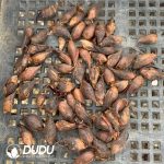 Oxalis versicolor??000pcs Large size?? - Image 2