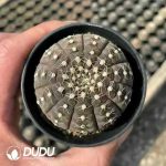 500Pcs Gymnocalycium- Ragonesei Seeds - Image 2