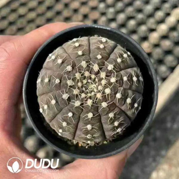 500Pcs Gymnocalycium- Ragonesei Seeds - Image 2