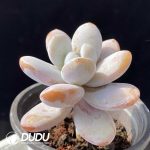 Pachyphytum Snow Beauty - Image 2
