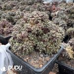 (Grafted)Ariocarpus fissuratus Clustering - Image 2