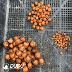 Oxalis x prismatic??1000pcs Medium size?? - Image 2