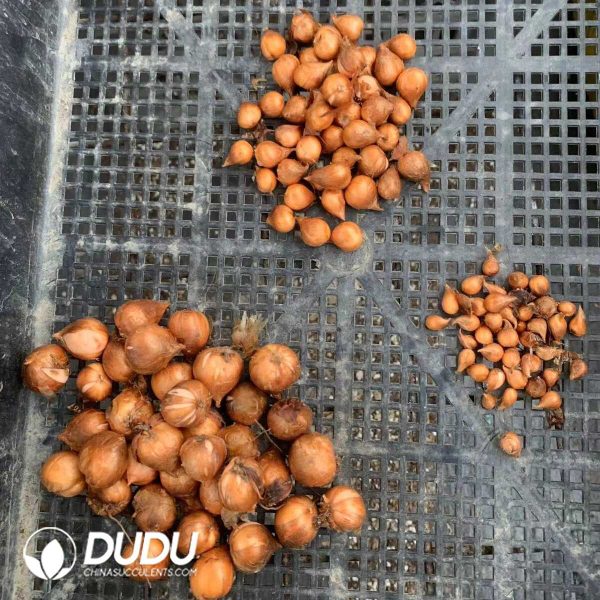 Oxalis x prismatic??1000pcs Medium size?? - Image 2