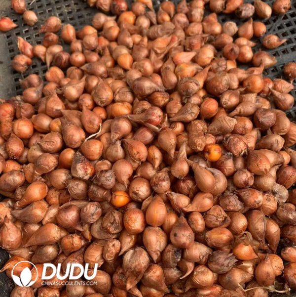 Oxalis palmifrons(1000pcs Medium size) - Image 2