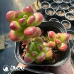 Sedum lucidum Obesum - Image 2