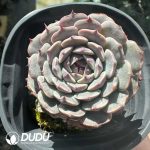 Echeveria Pinwheel - Image 2