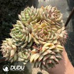 Echeveria Ben Badis Clustering - Image 2