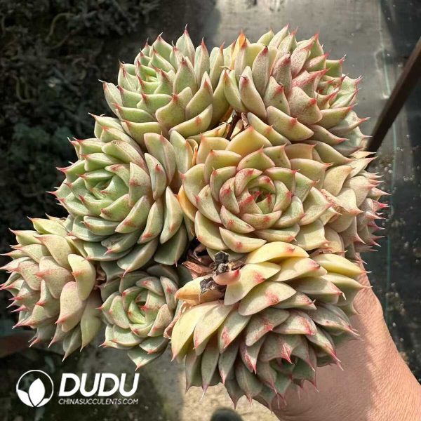 Echeveria Ben Badis Clustering - Image 2