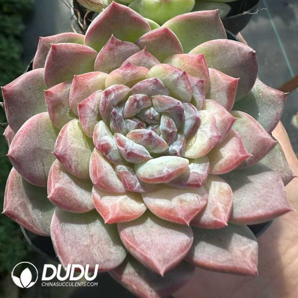 Echeveria Iceice - Image 2