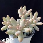 Pachyphytum Brandy Beauty Clustering - Image 2