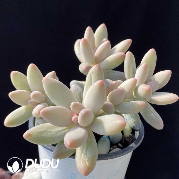 Pachyphytum Brandy Beauty Clustering - Image 2