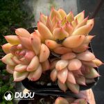 Echeveria Sunny Sky Clustering - Image 2