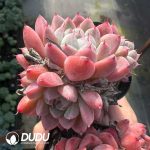 Echeveria Pretty in Pink Clustering - Image 2