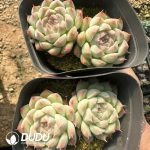 Echeveria Bini Gessei Double - Image 2