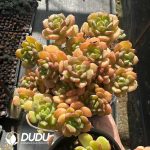 Echeveria Tramuntana Clustering - Image 2