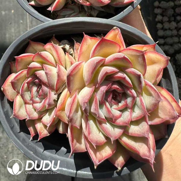 Echeveria Orion Double Head - Image 2