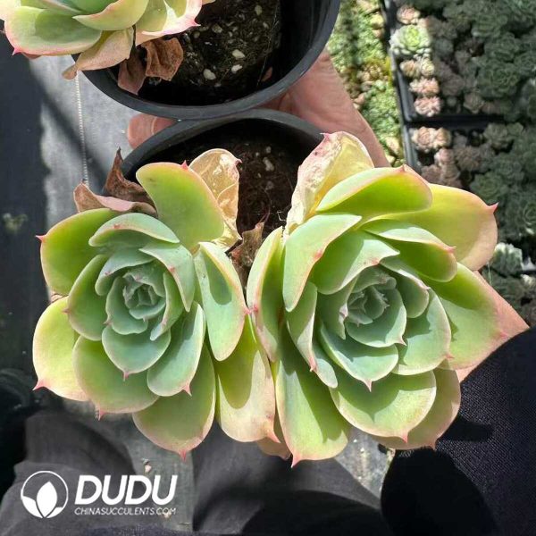 Echeveria Lemon Prince Double Head - Image 2