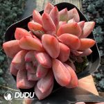 Echeveria Ariel Double Head - Image 2