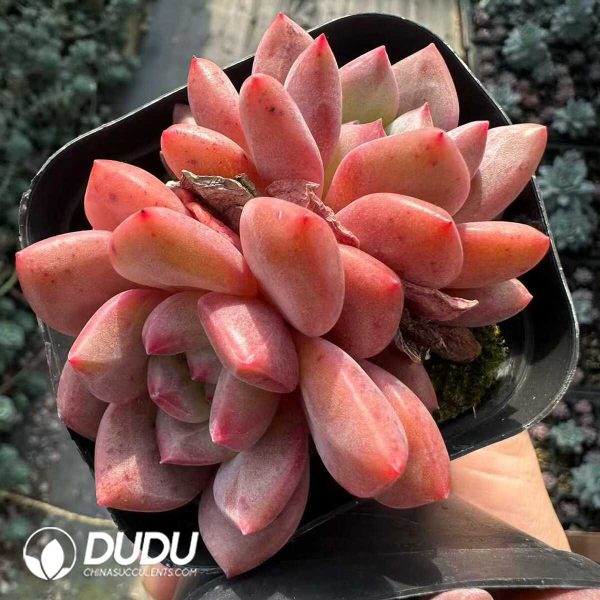 Echeveria Ariel Double Head - Image 2