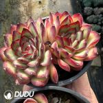 Echeveria pulidonis Double Head - Image 2