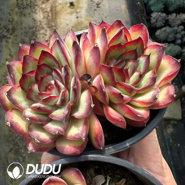 Echeveria pulidonis Double Head - Image 2