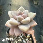 Graptopetalum Awayuki - Image 2