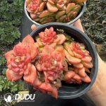 Echeveria Wax Peony Clustering - Image 2