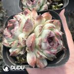 Echeveria Black Crystal Double Head - Image 2