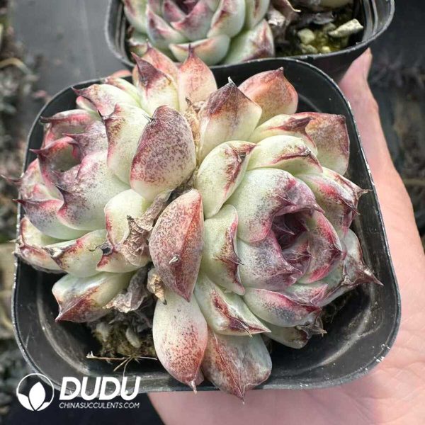 Echeveria Black Crystal Double Head - Image 2