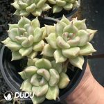 Echeveria Arzee Clustering - Image 2
