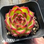 Echeveria Moonstone - Image 2